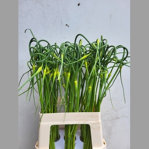 ALLIUM SAT OPHIOSCOR