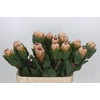 Protea Grandicolor