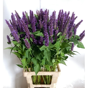 AGASTACHE OV