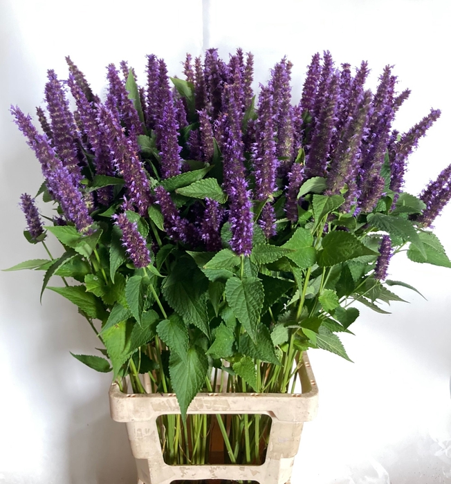 <h4>AGASTACHE OV</h4>