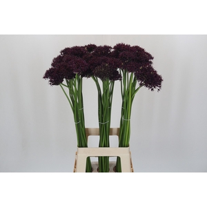 Allium Atropurpureum