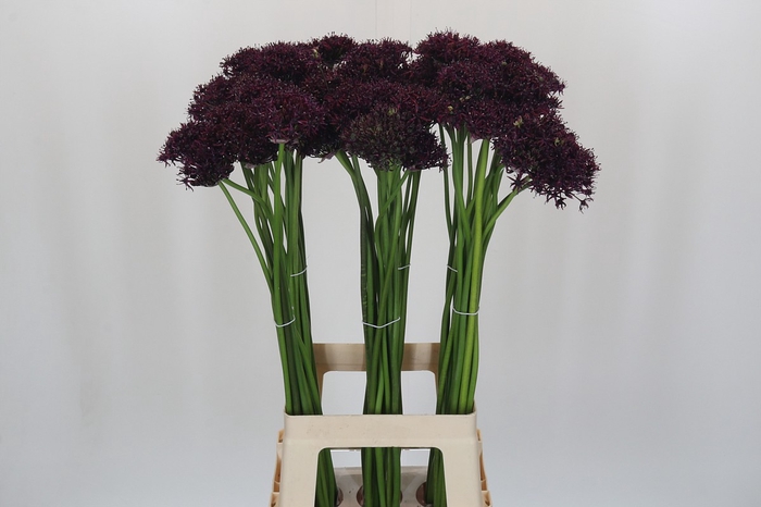 <h4>Allium Atropurpureum</h4>