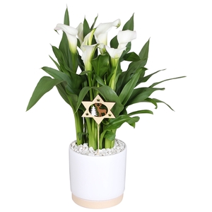 Zantedeschia Fresco Calla wit in Julia keramiek + Kerstdeco