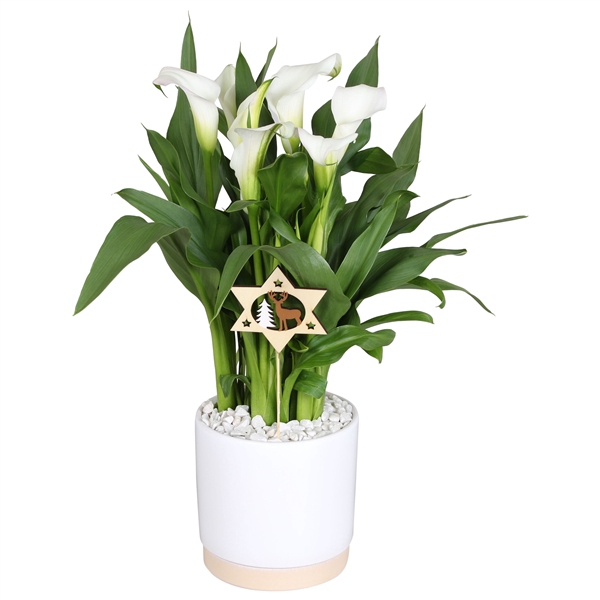 <h4>Zantedeschia Fresco Calla wit in Julia keramiek + Kerstdeco</h4>