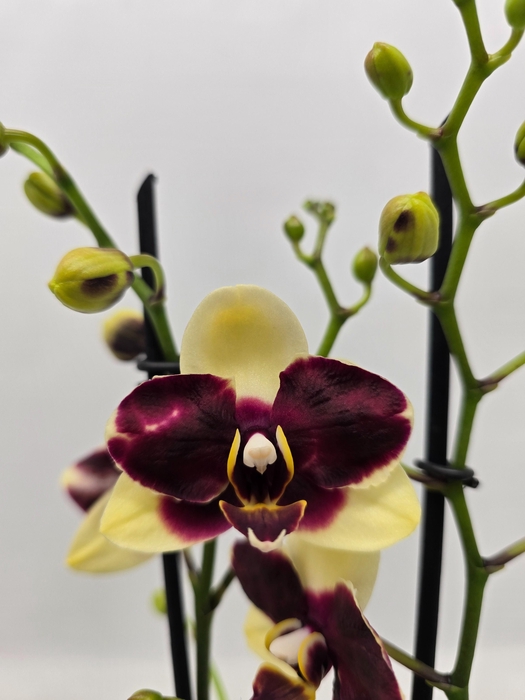 <h4>Limited 29 week 7</h4>