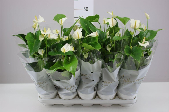 <h4>Anth An White Champion</h4>