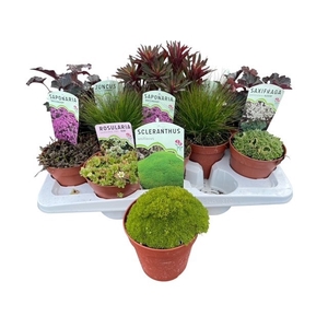 VASTE PLANTEN OV