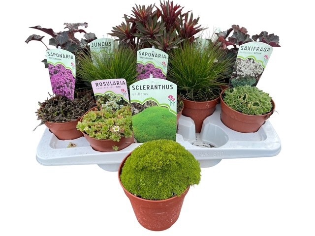 <h4>VASTE PLANTEN OV</h4>