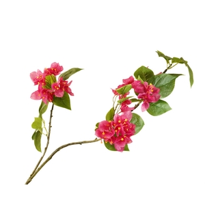 Bougainvillea Pink