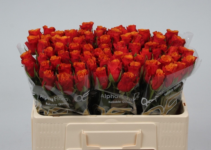 <h4>R GR ESPANA@</h4>