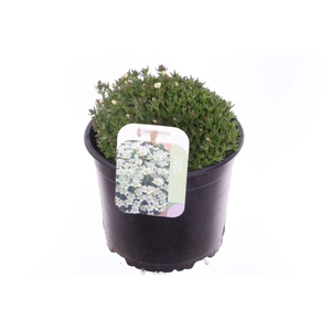 Saxifraga Pixie White