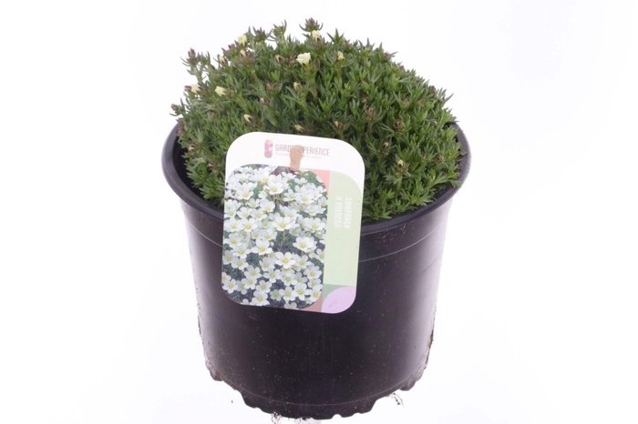 <h4>Saxifraga Pixie White</h4>