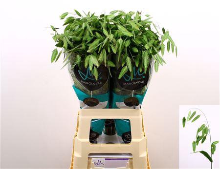 <h4>SIERGRAS CHASMANTH LAT MANTIS</h4>