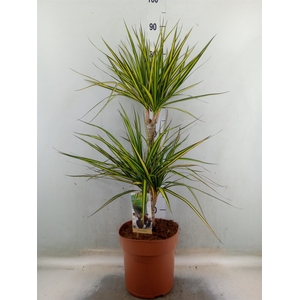 Dracaena marg. 'Sunray'