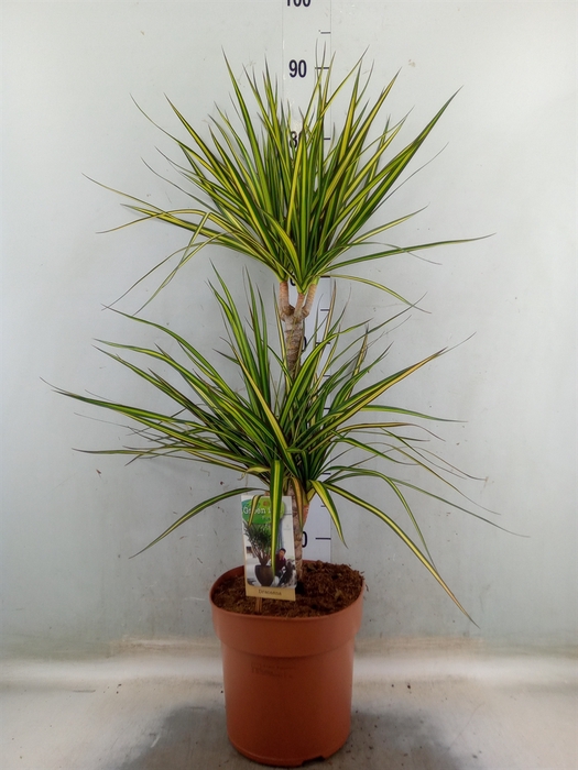 <h4>Dracaena marg. 'Sunray'</h4>