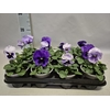 Viola wittrockiana F1 Lavender Shades