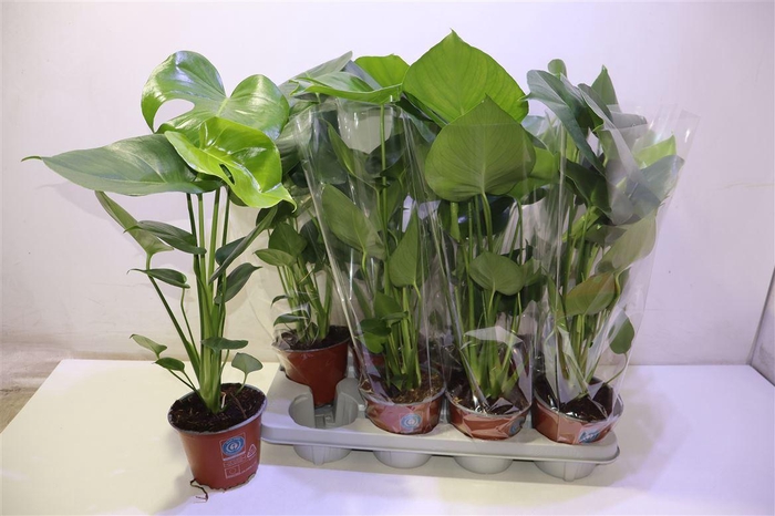 <h4>Monstera Deliciosa</h4>