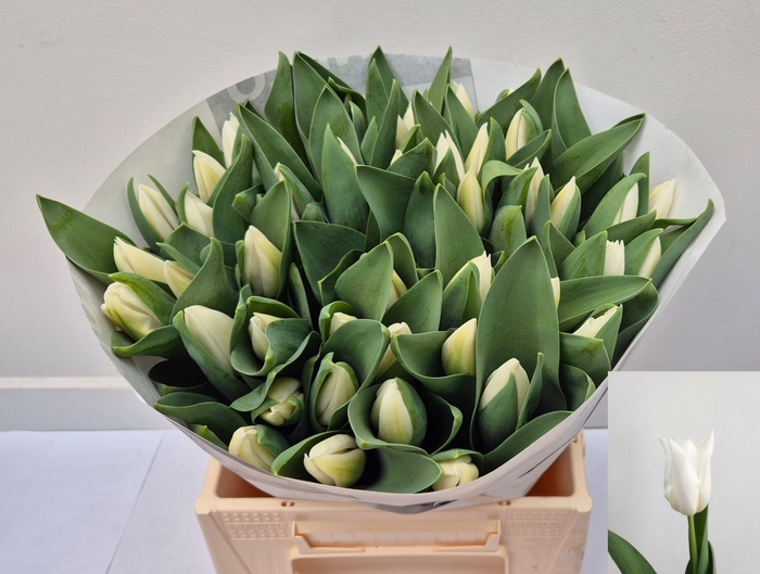 <h4>TU EN SUOMI 100</h4>