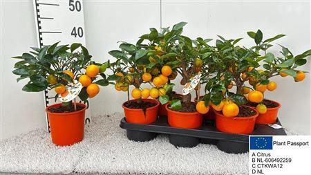 <h4>Citr Microcarpa 4+</h4>