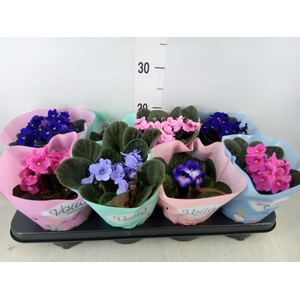 Saintpaulia   ...mix