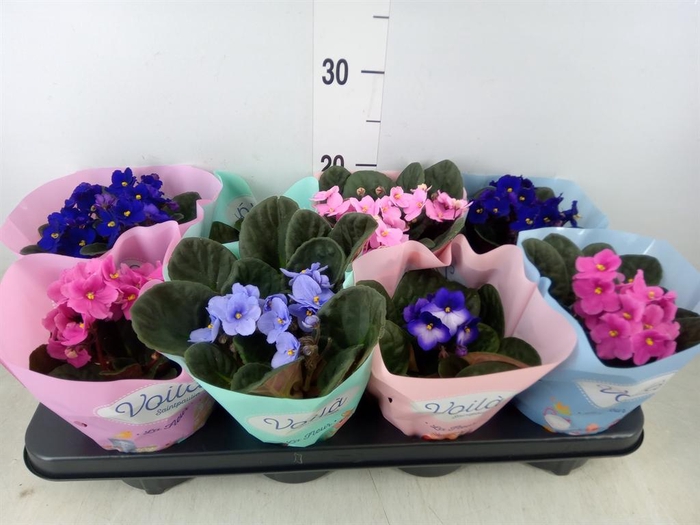 <h4>Saintpaulia   ...mix</h4>