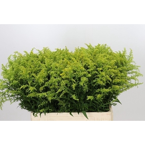 SOLIDAGO TARA SOLIDAGO TARA