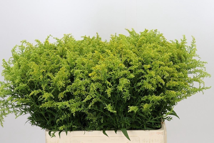 <h4>SOLIDAGO TARA SOLIDAGO TARA</h4>