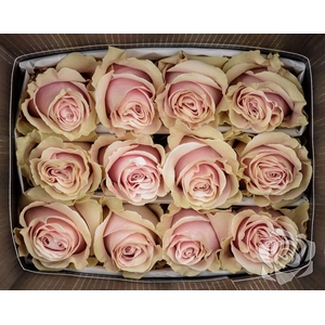 R GR PINK MONDIAL EQ