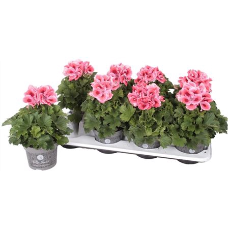 <h4>Pelargonium Don Maxima</h4>