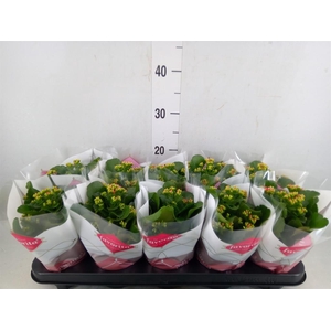 Kalanchoe blos.   ..mix 6