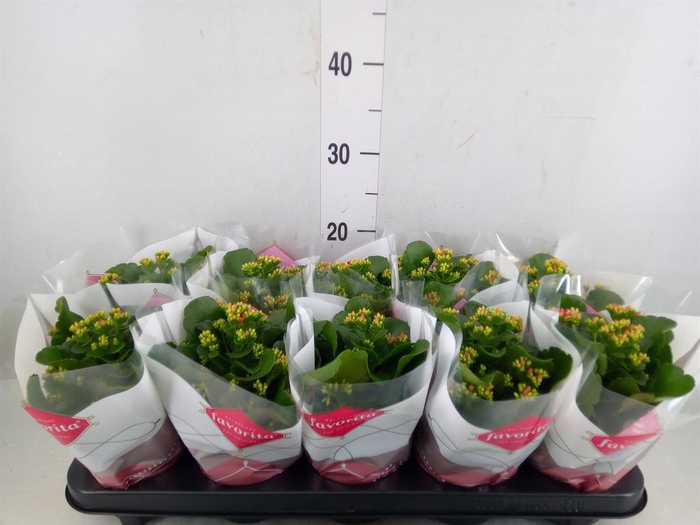 <h4>Kalanchoe blos.   ..mix 6</h4>