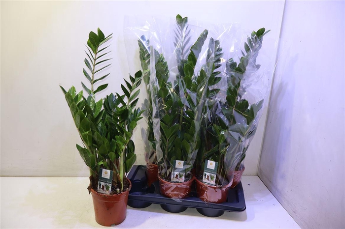 <h4>Zamioculcas Zamiifol</h4>