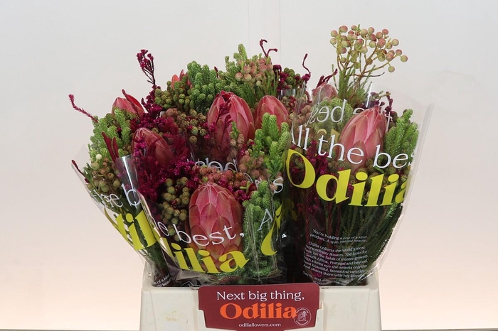 <h4>BQ Protea Silvia SFB</h4>