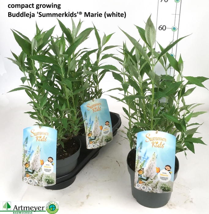 <h4>BUDD SUM KID WEISS</h4>