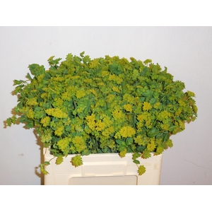 BUPLEURUM GRIFFITHII