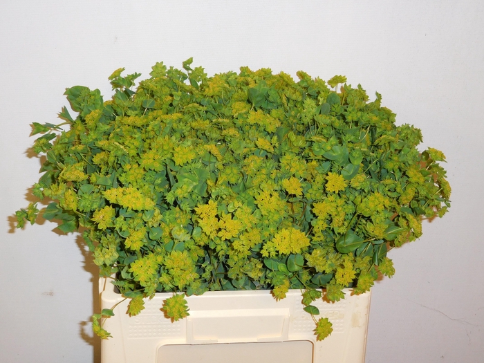 <h4>BUPLEURUM GRIFFITHII</h4>