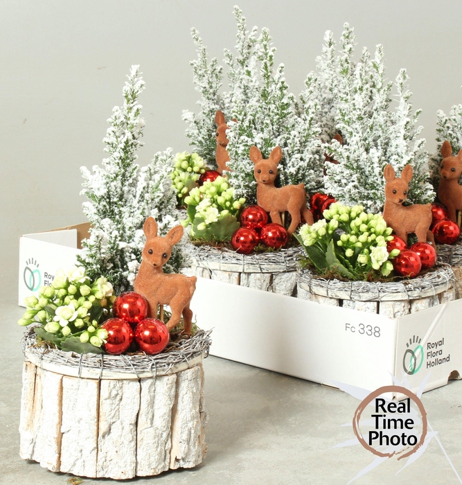 <h4>ARR KAMERPL</h4>