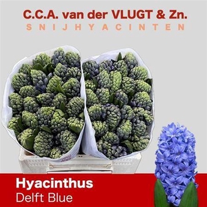 Hyac Delft Blue