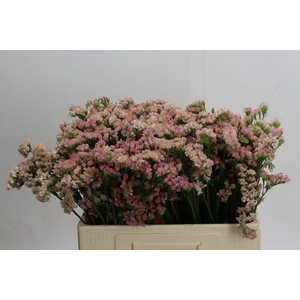 Limonium sinuatum Lucia Apricot+
