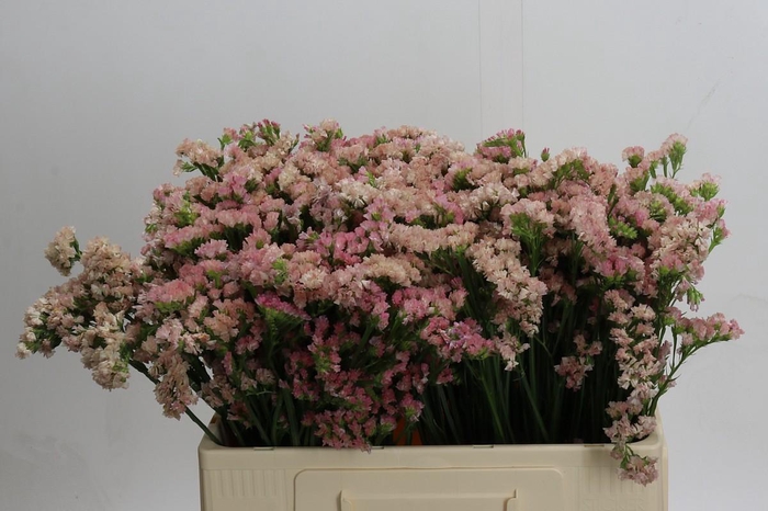 <h4>Limonium sinuatum Lucia Apricot+</h4>