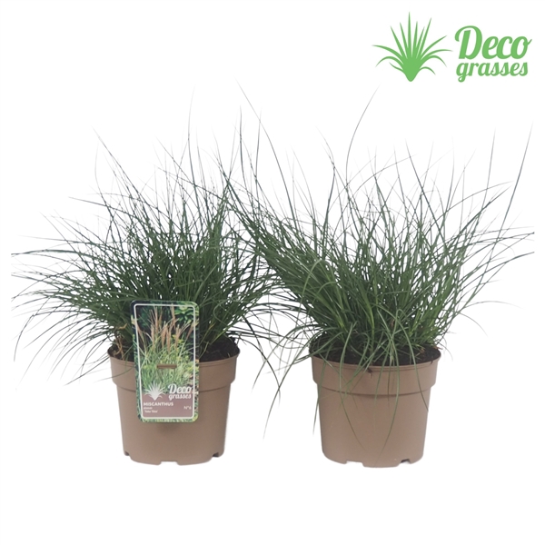 <h4>Miscanthus sinensis 'Yaku Yima'</h4>