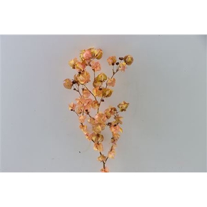 Dried Artz Bougainvillea Gaugain Bunch Slv