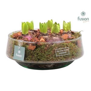 Green Bottle Iris Large met Hyacinten