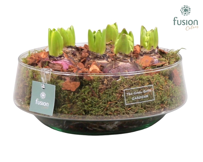 <h4>Green Bottle Iris Large met Hyacinten</h4>