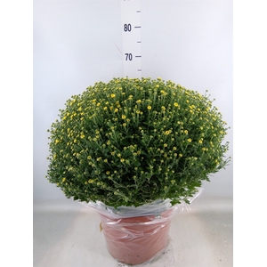 Chrysanthemum   ..GR