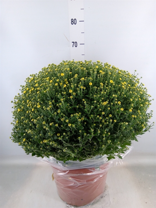 <h4>Chrysanthemum   ..GR</h4>