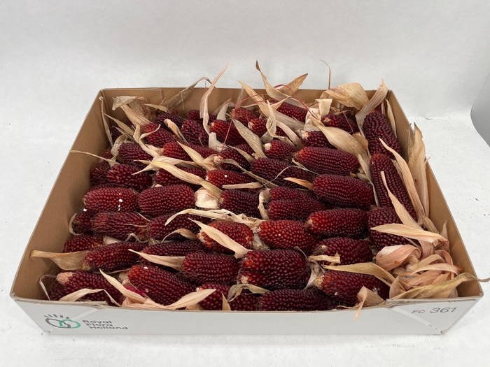 <h4>ZEA MAYS</h4>