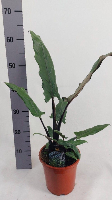 <h4>Alocasia Lauterbachiana</h4>