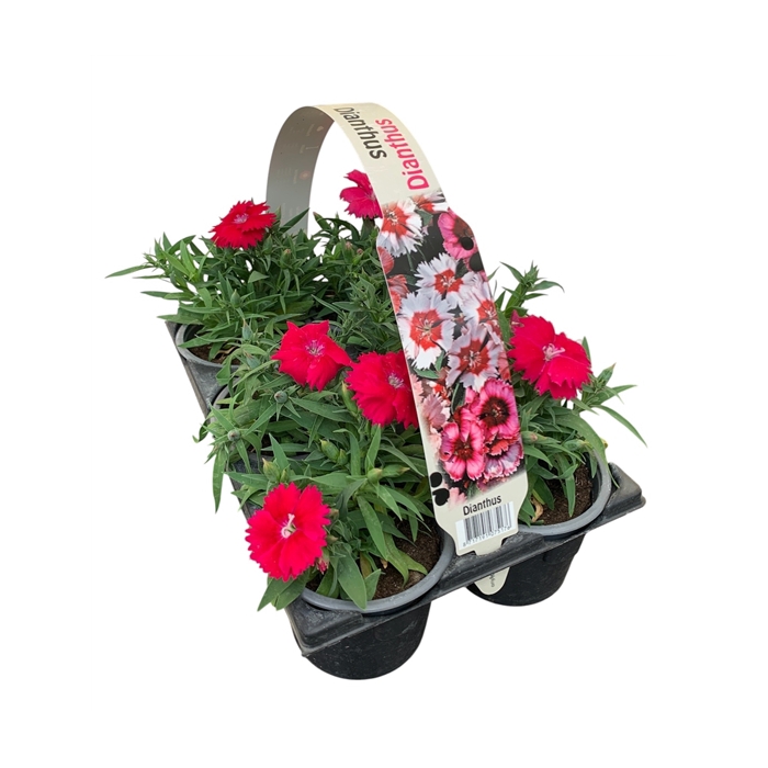 <h4>Dianthus paars 6p</h4>