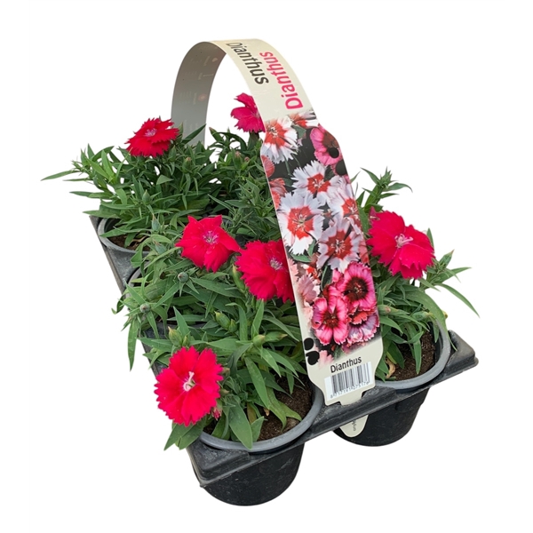 Dianthus paars 6p